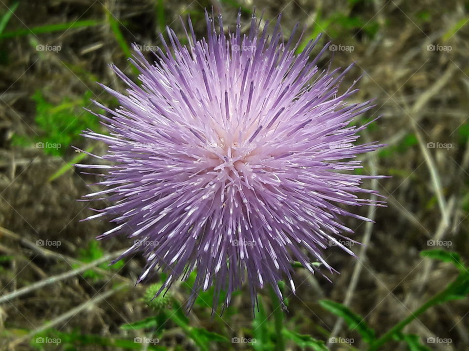 prickly purple