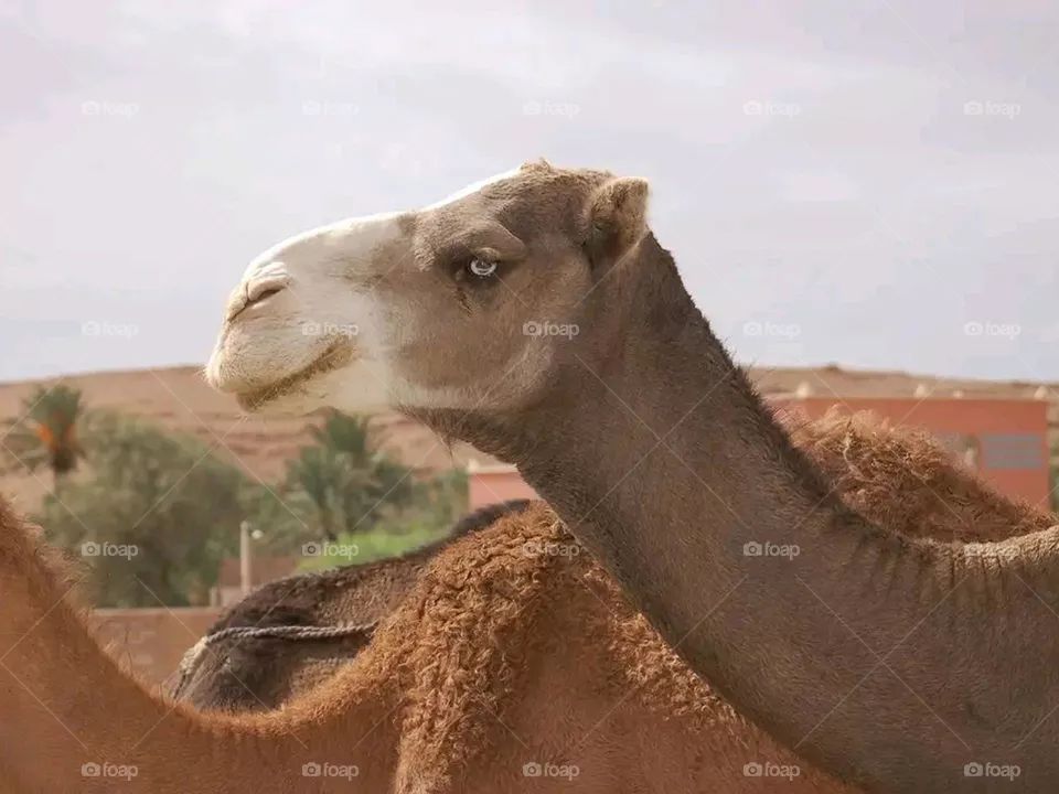 camel in morocco