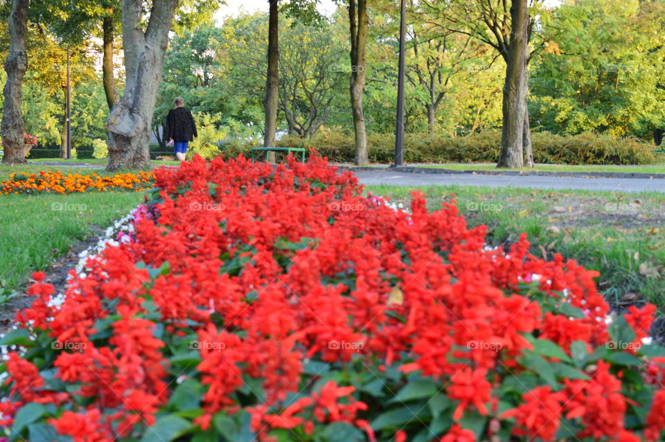 garden in park in city centre