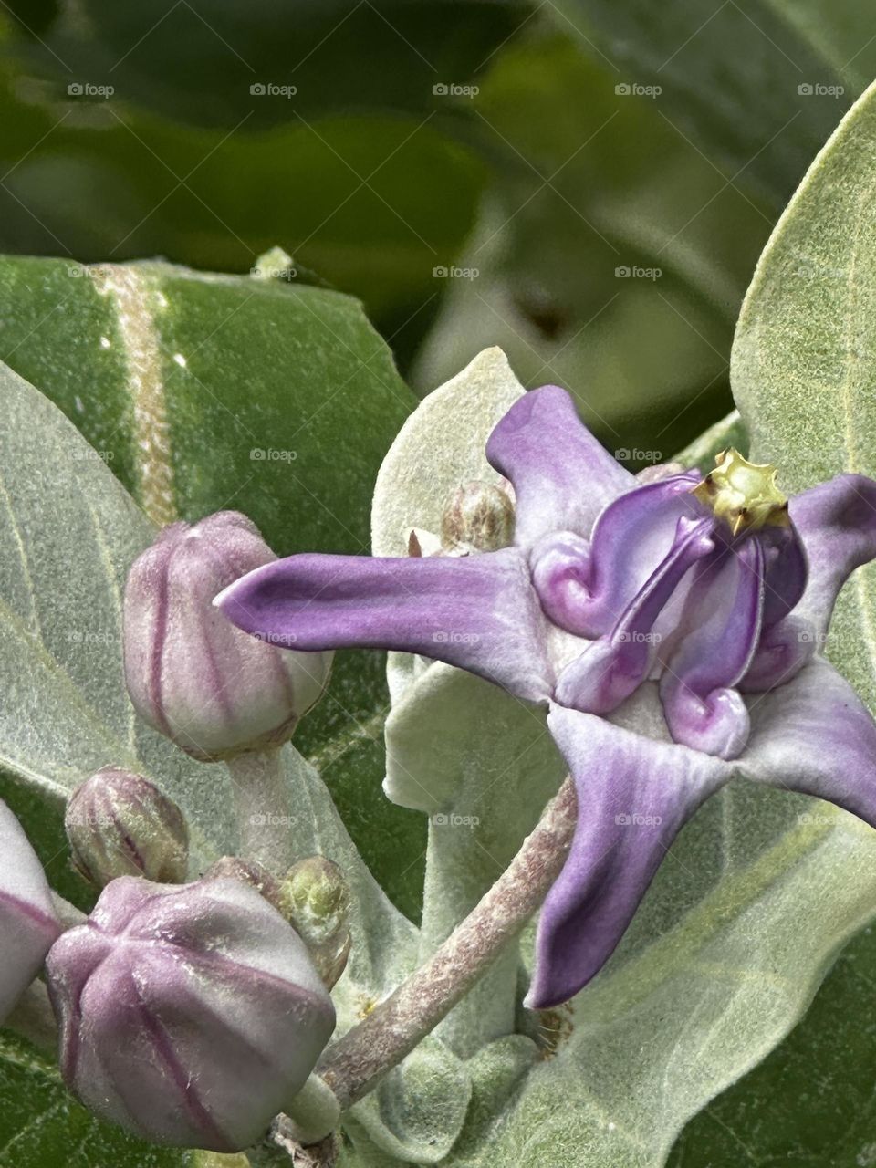 Lavender crown flower (Calotropis gigantea), a favorite of Hawaiian Queen Liliuokalani plant growing in a community garden 