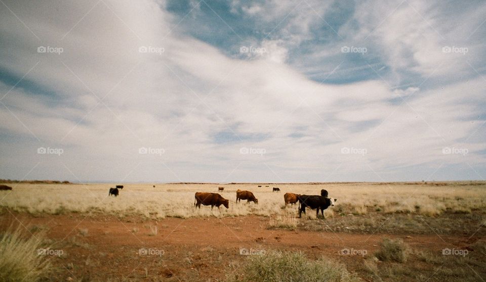 Cows grazing on field