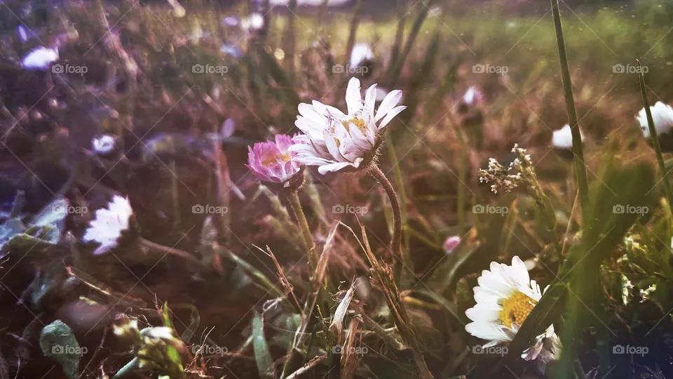 daisies