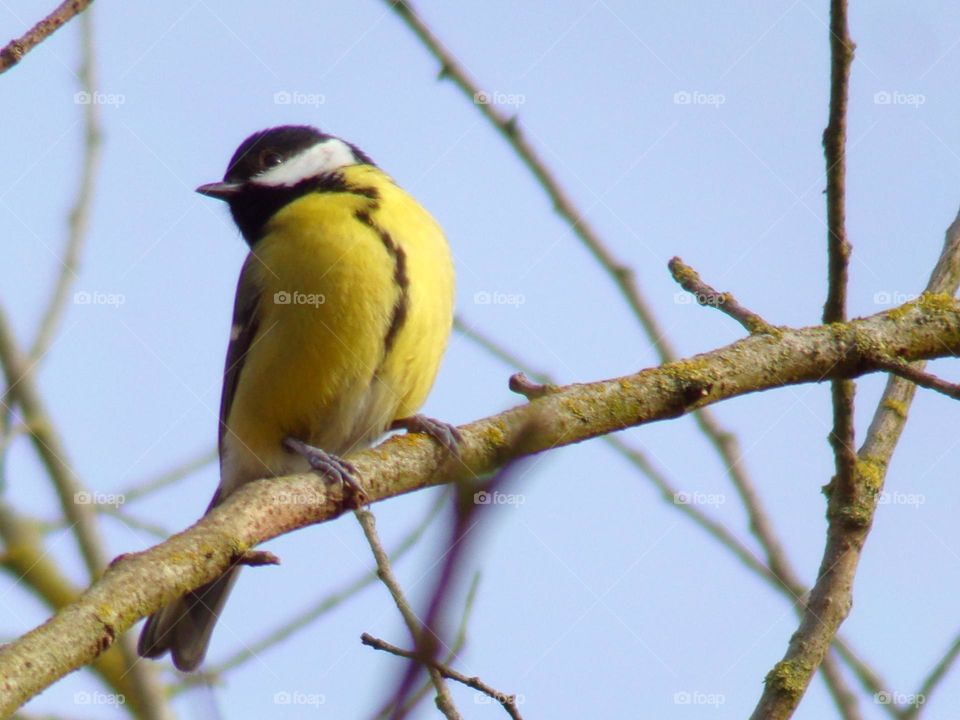 Kohlmeise auf einem Ast
