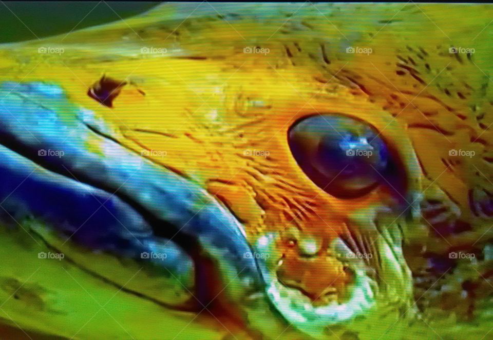 This is a very beautiful colered fish in the reaver.