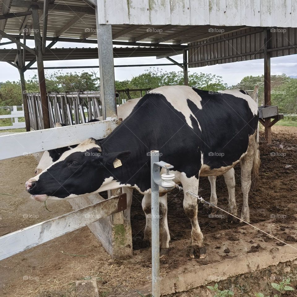Dairy cows at Chulu Ranch in Beinan Township