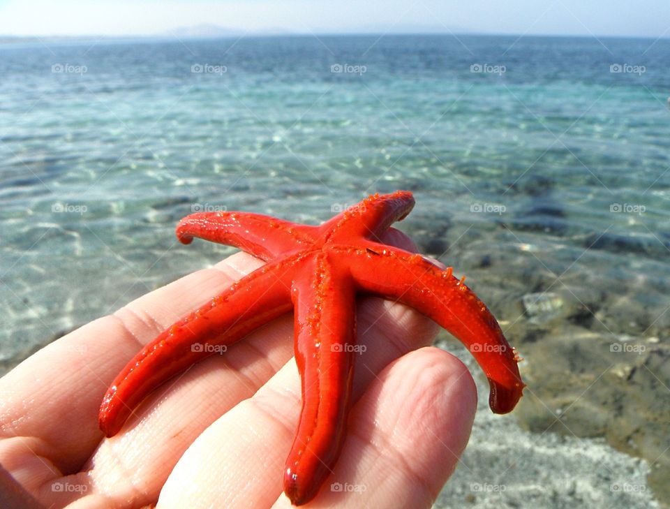 orange color story starfish in the hand in front of sea