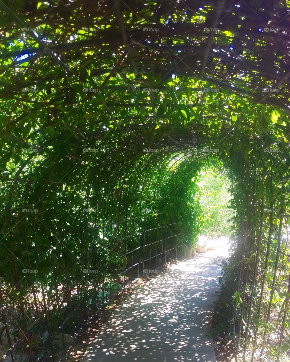 Hedge tunnel at Kidspace museum