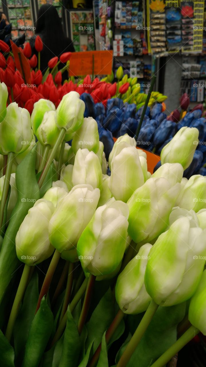 tulip Amsterdam