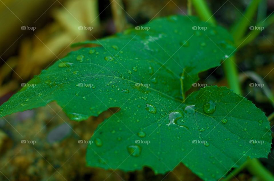 Pumpkin leaf
