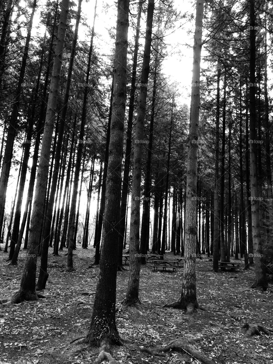 There is nothing like a huge intake of mature forestry, but in black and white the photo becomes more edgy and sinister haha.