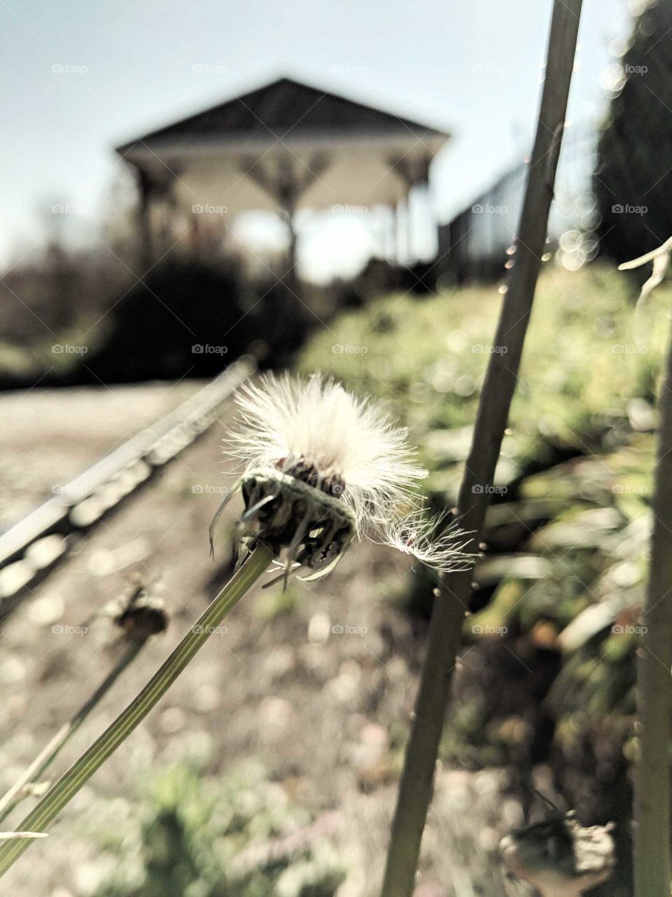 Dandelion Hopes and Wishes