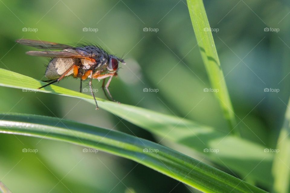 Fly Sitting On Grass