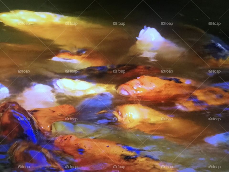 Colored fishes in the Pond