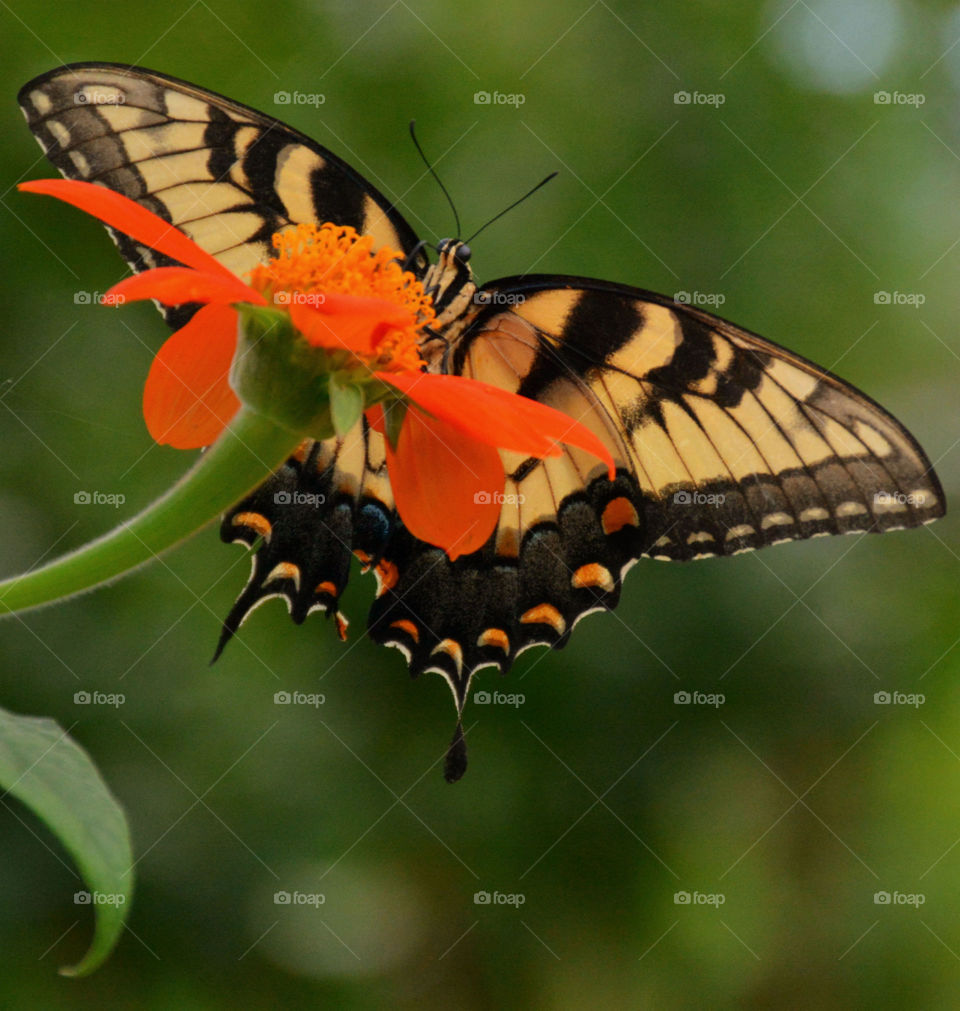 Marco photography: It's all about getting down and getting dirty. There is nothing more satisfying than to make a object such as an insect, rock, or flower into a Macro photograph!