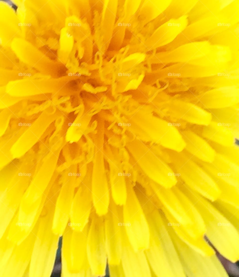  Dandelion 