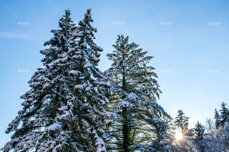 Snow and sun in the trees 