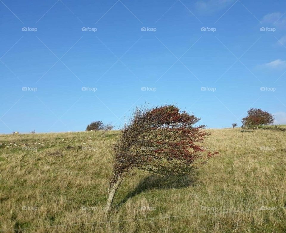 the winds break the tree