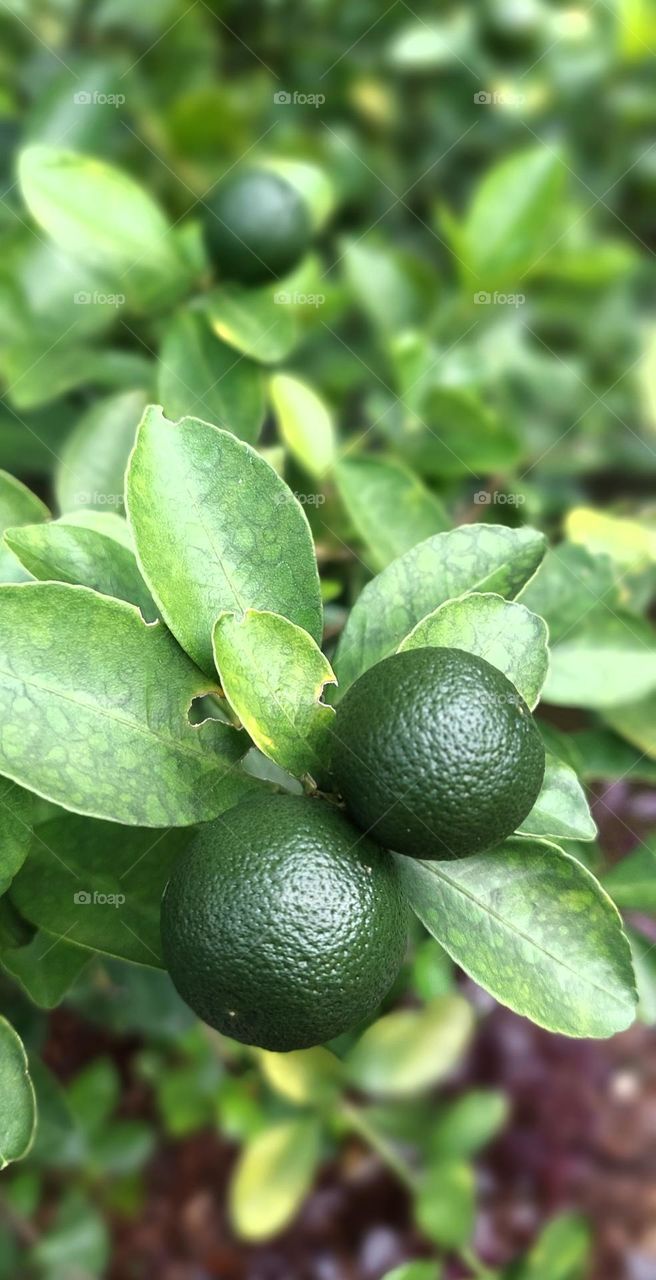 Calamansi (Jeruk kalamansi)