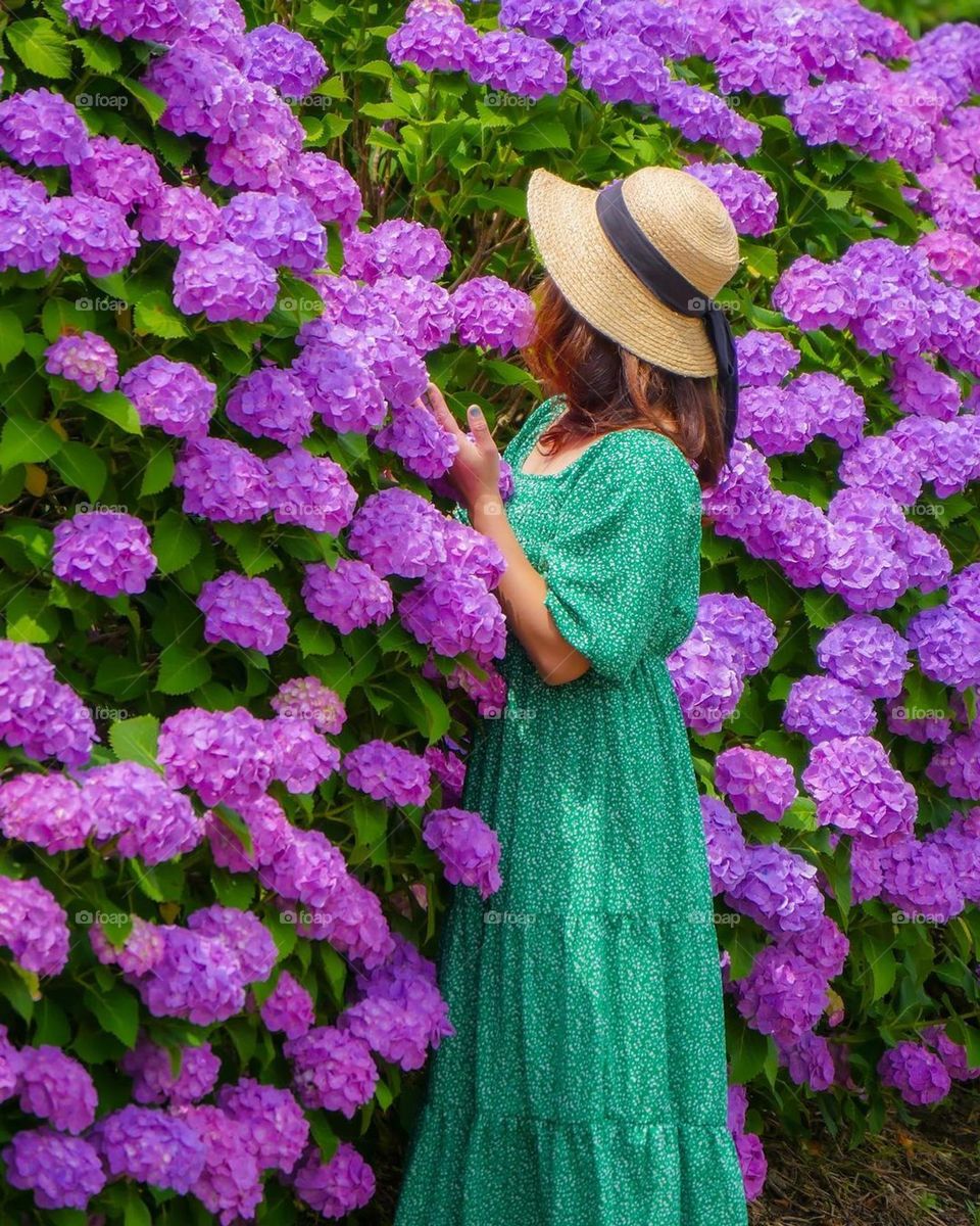Hydrangea macrophylla