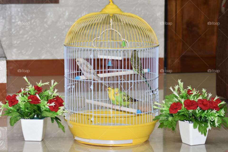 Beautiful birds on nest photography from Gandhinagar Vikhroli Mumbai India