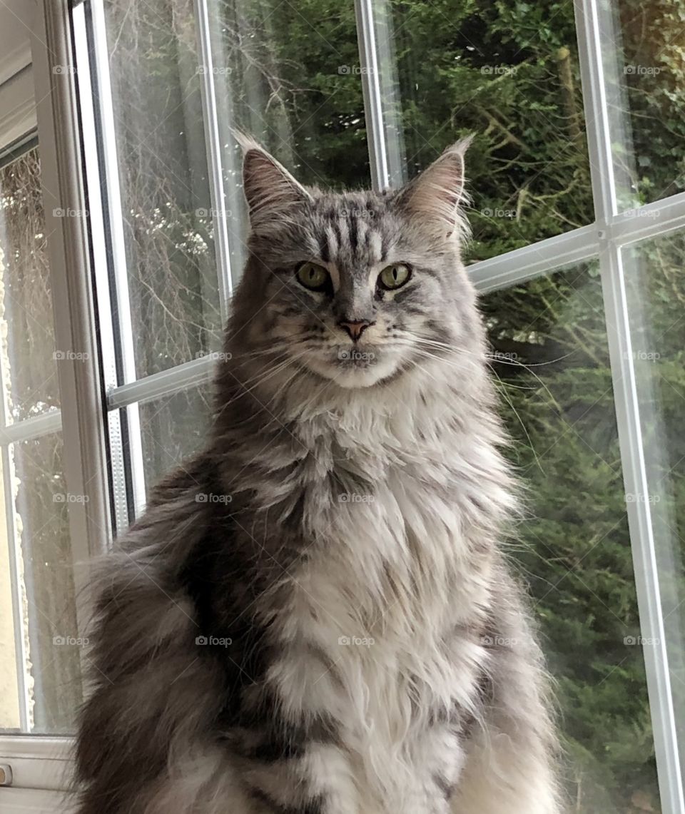 Maine Coon silver tabby