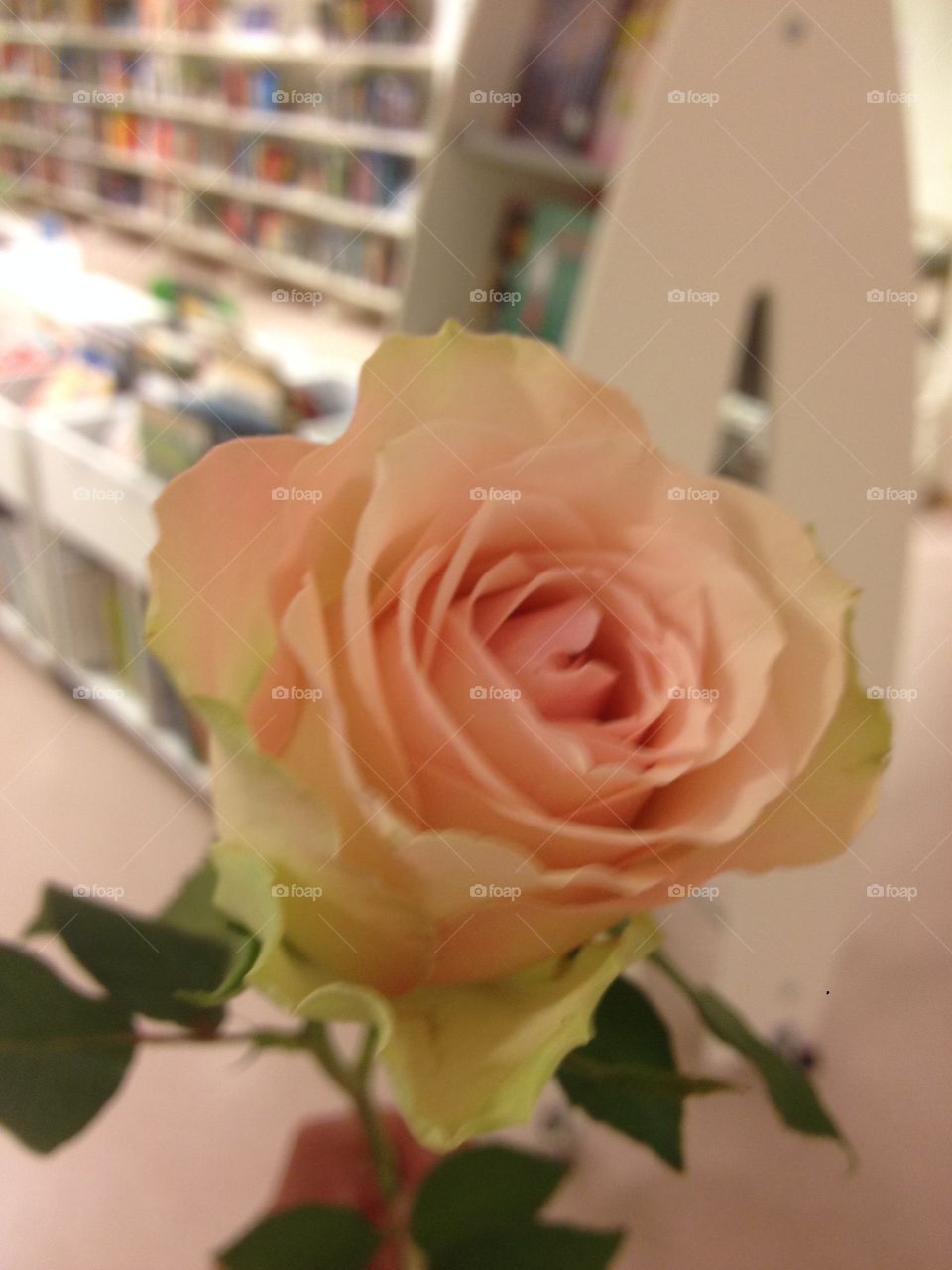 Pink Rose. I got this rose for "good work"