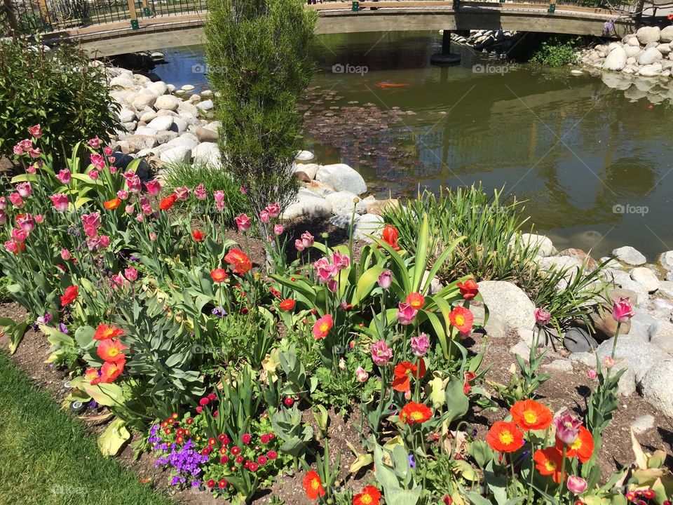 The Tulip Festival, Monet Garden at Thanksgiving Point. Lehi, Utah. Copyright © CM Photography 2019.