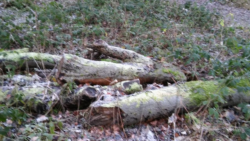 Frozen Tree Trunks