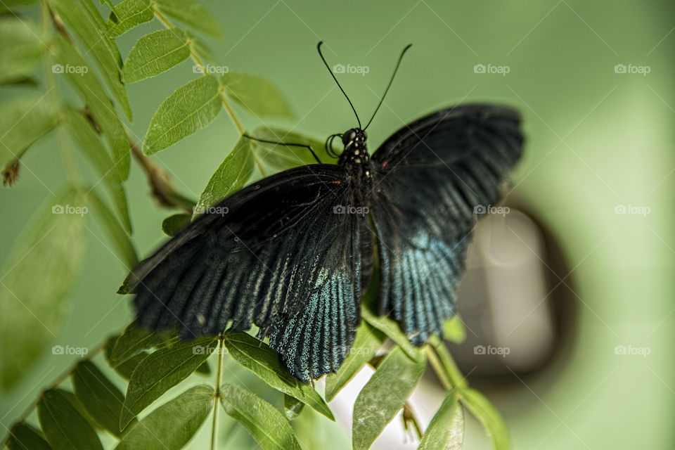 Tropical Butterfly , ( Scarlet Mormon ) located at Judy Istock Butterfly Haven , Chicago. 