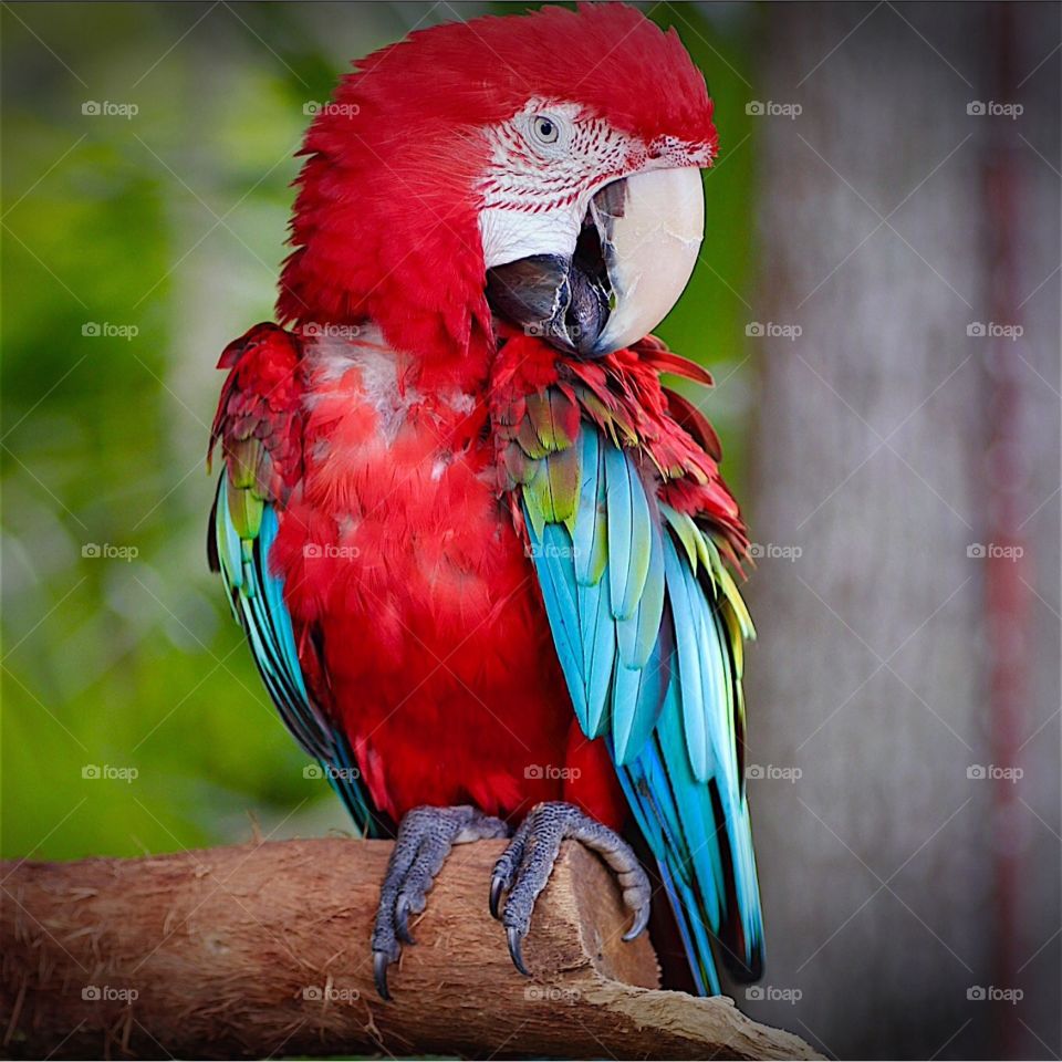 Parrot. Beautiful red macaw