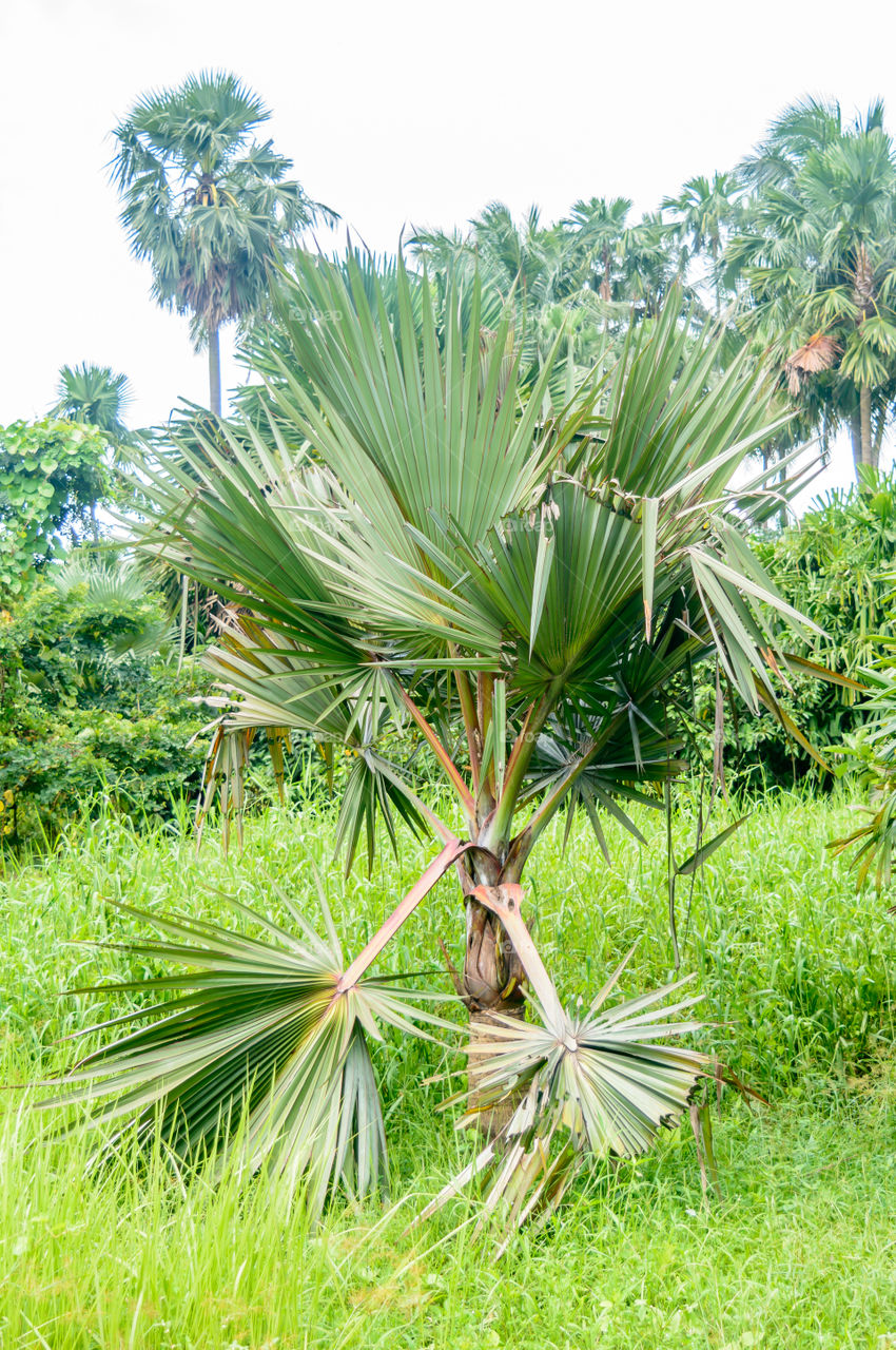 beautiful palm tree and its leaves of in sunlight.