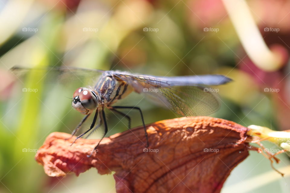 blue dasher dragonfly
