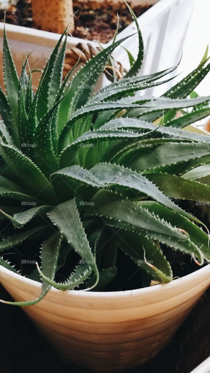 Aloe