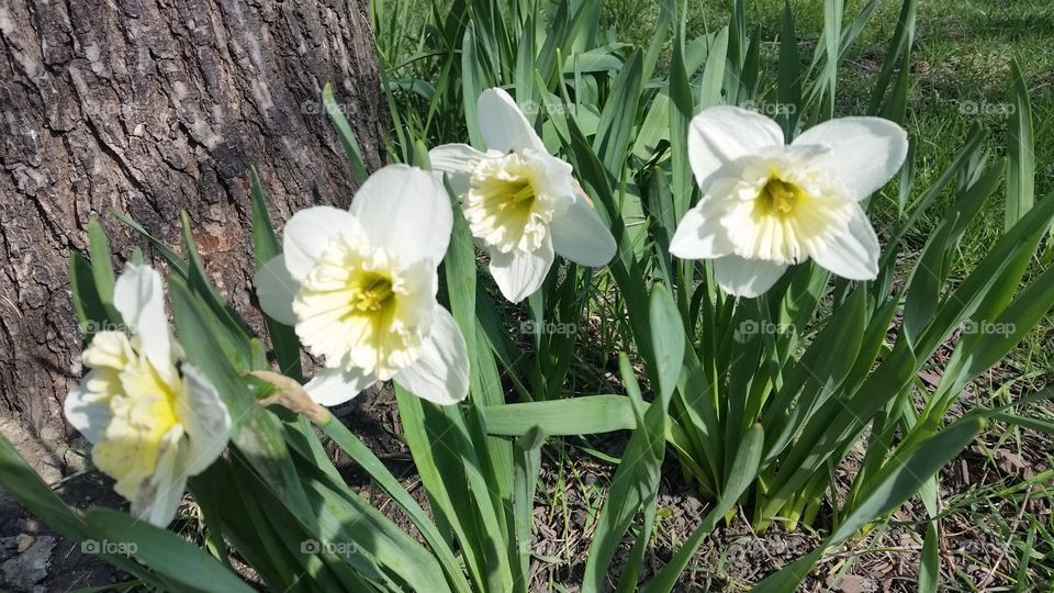 Bright Spring Flowers