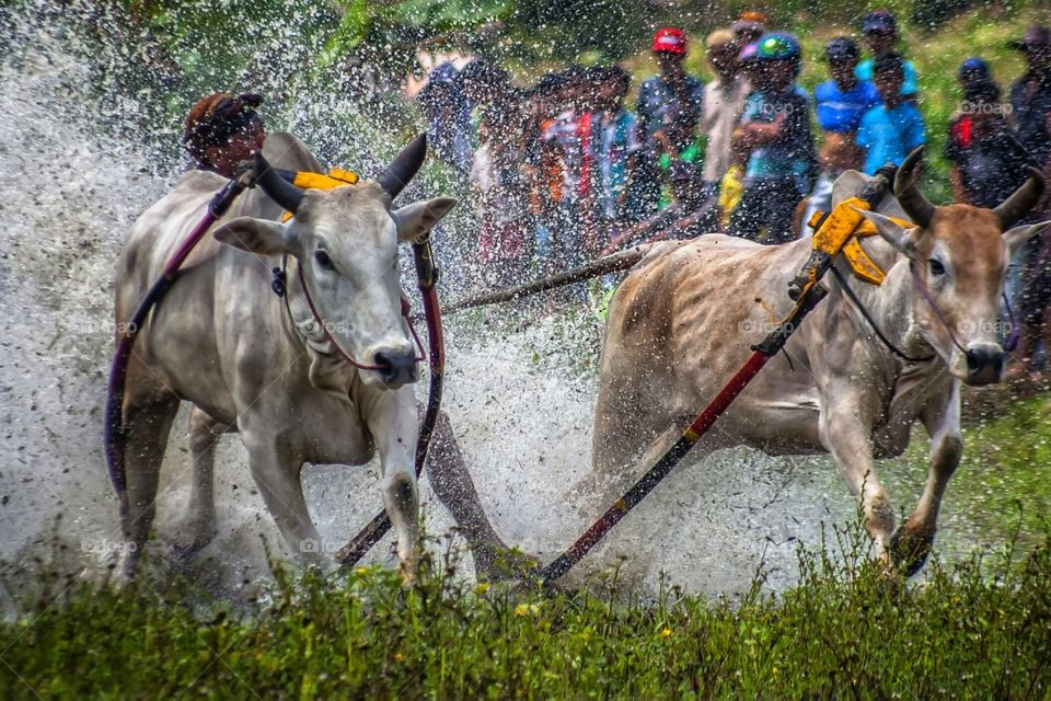 cow race from batusangkar