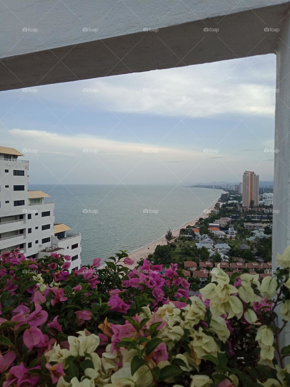 Flowers & the high view of long beach