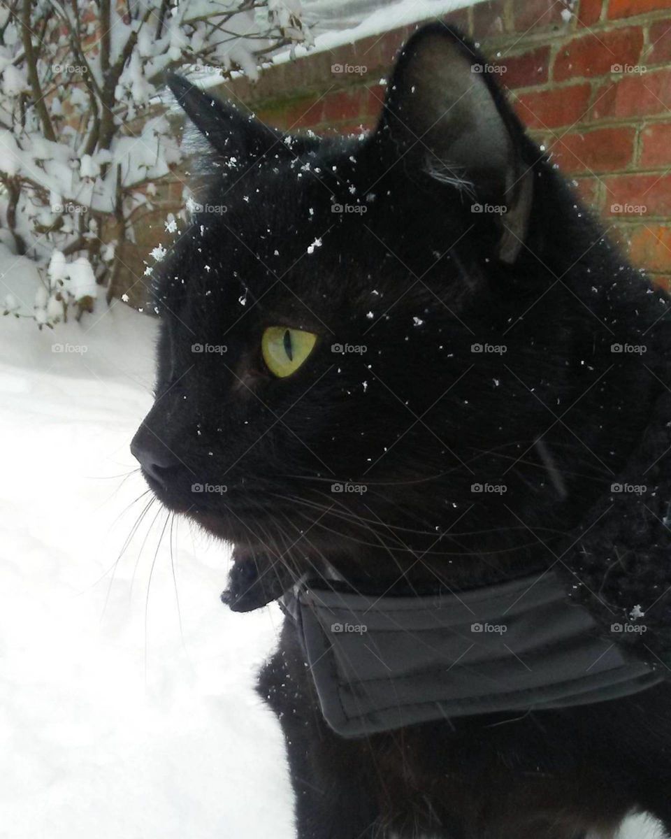 Bundled up kitty loves watching the snow fall