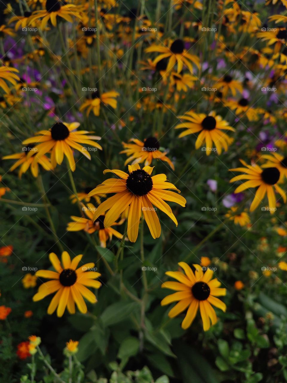 Photo of a summer plants