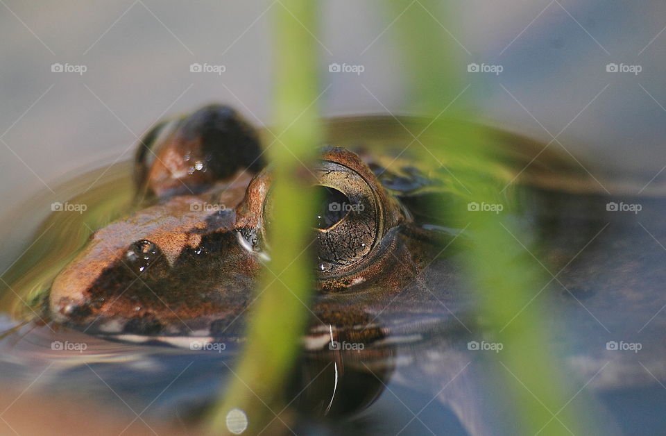 The eyes . Amphibian keep the body temperature at the morning day . Large size frog than anothers meet for the site . So long into the pound with the mud floor of its .