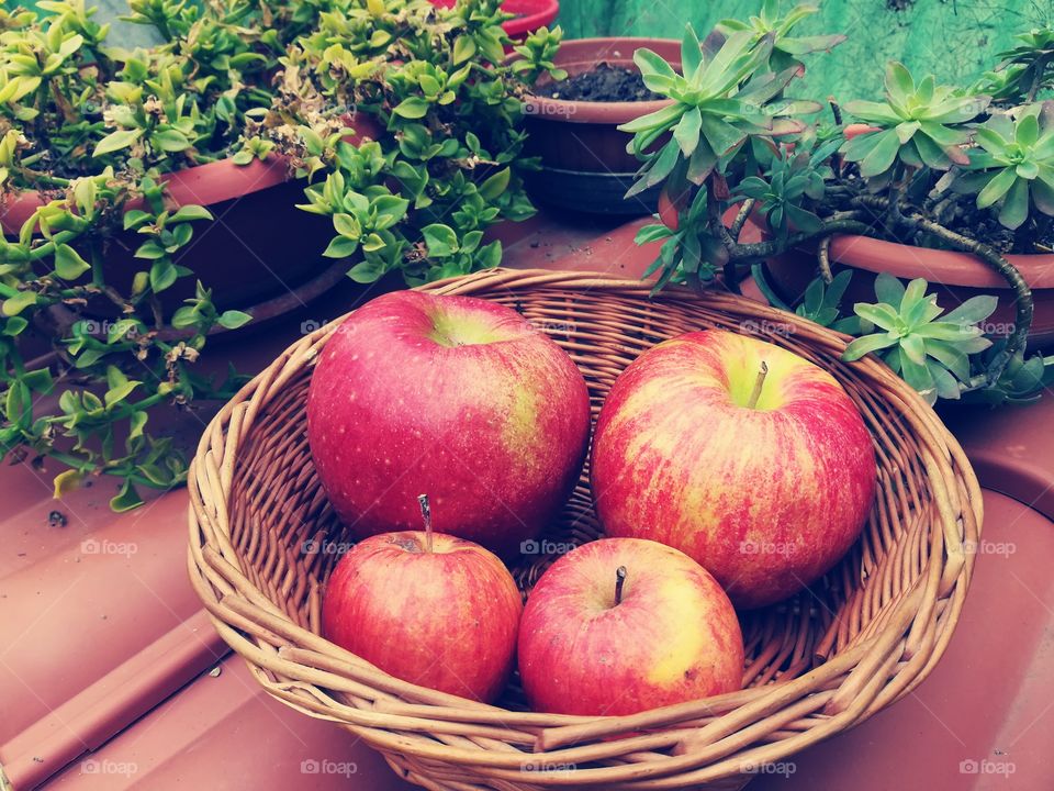 red apple family, different sizes in garden