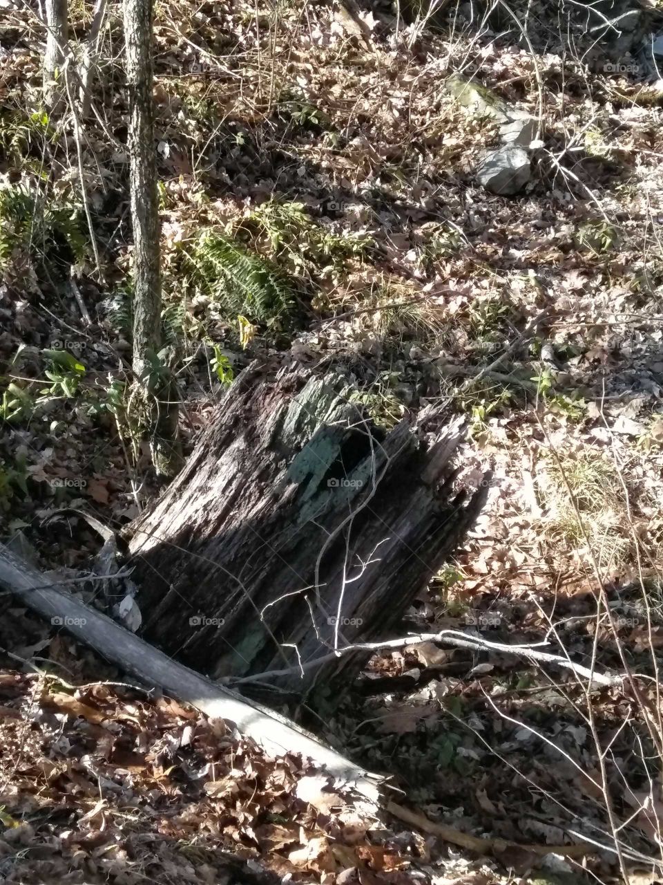 Nature walk in Northeast Oklahoma