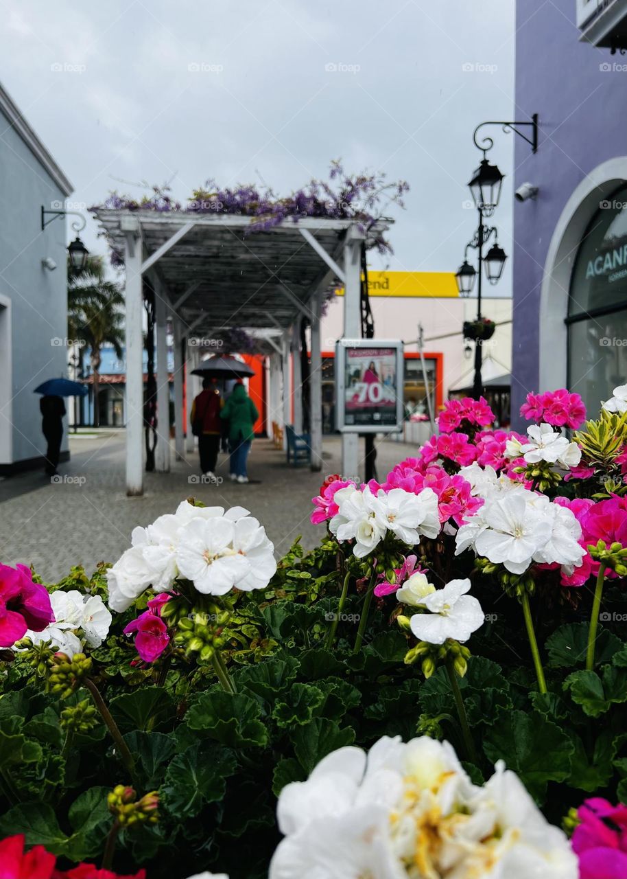 Urban nature plants 