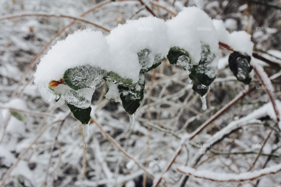 Snow covered plant 