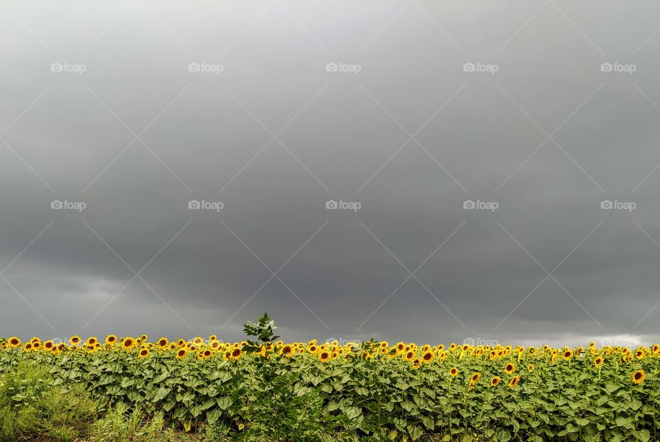 Grey rainy clouds and the field of sunflowers