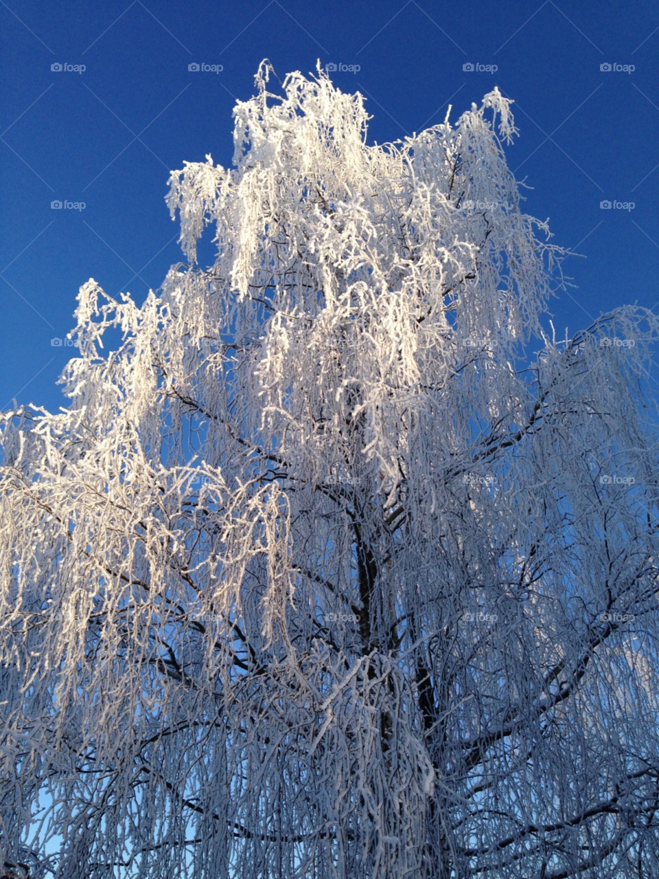 winter trees -20 c stockholm by Drakneid