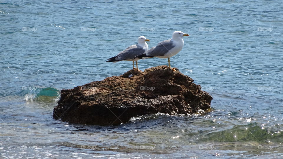 Seagulls on rock in sea
