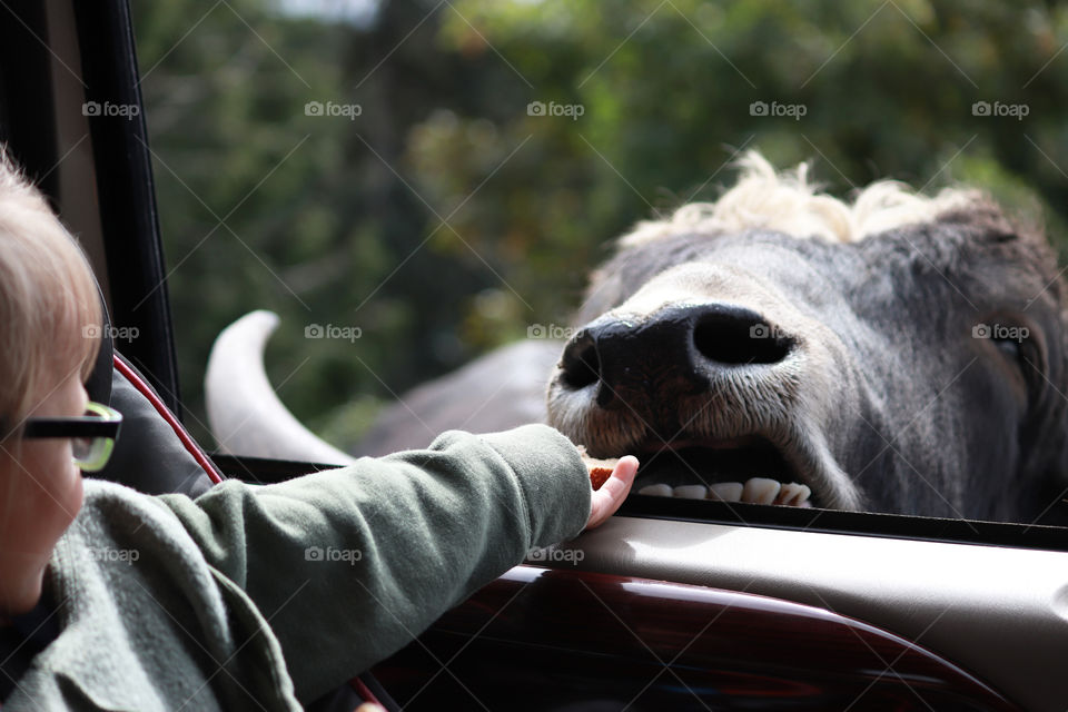 Child feeding a bison from the window of a vehicle