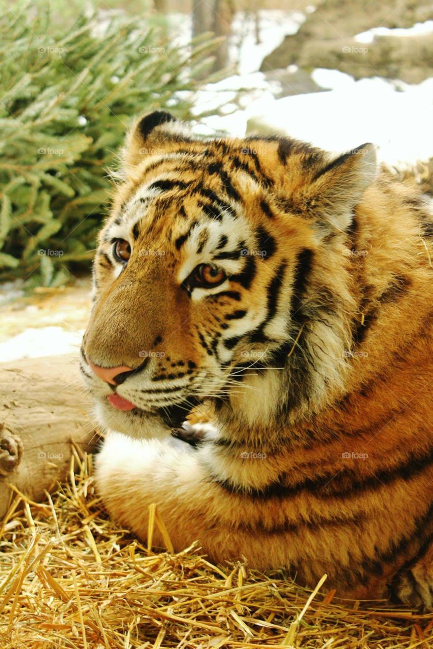 Relaxing. A Siberian tiger at the zoo