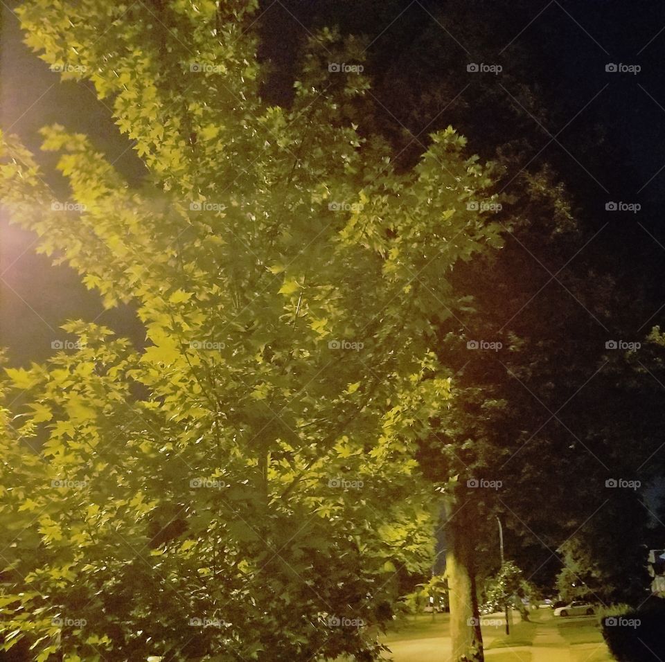Residential tree at night