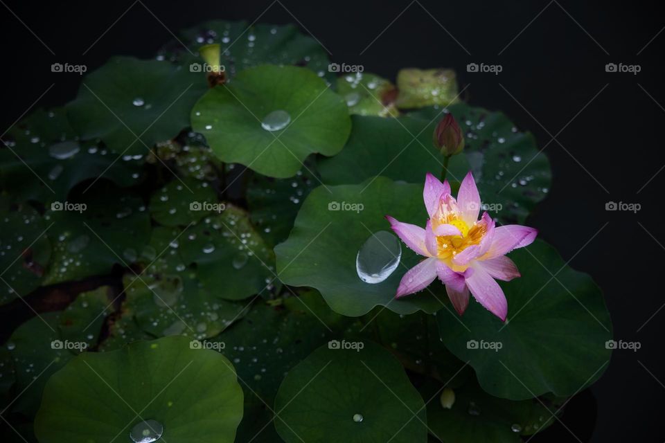 夏雨的莲池荷花